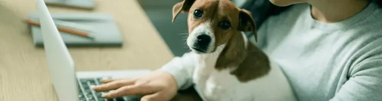 How Much Is a Service Dog? Complete Guide on Service Dogs Costs 8 image1 2