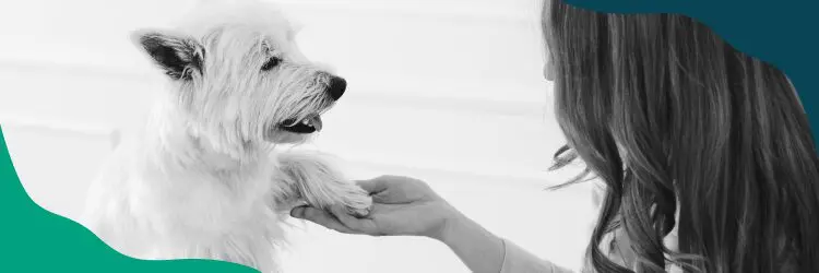 Home Depot Pet Policy: Are Dogs Allowed in Home Depot? 11 image4