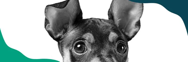 Home Depot Pet Policy: Are Dogs Allowed in Home Depot? 12 image7