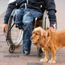 Service Dog for Panic Attacks: Can They Help? 31