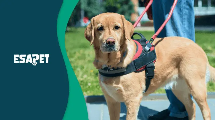 How to Get a Psychiatric Service Dog: Steps and Requirements 26 how to get a psychiatric service dog