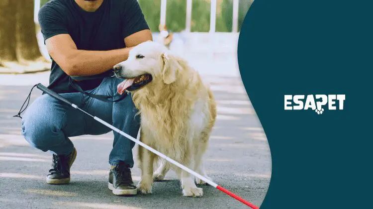 How to Get a Service Dog: Legal Rights, Qualifications, and Training Requirements 9 service dog
