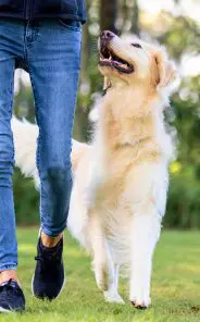 Does a Service Dog Have to Be on a Leash? (2026 Guide) 12 Behavior of Unleashed Assistance Animals in Public Places