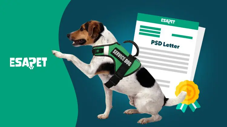 Proof of Service Dog: How to Identify a Service Animal (2026 Guide) 30 Proof of Service Dog