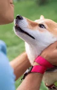 Emotional Support Animal Statistics: USA Impacts & Trends 2026 16 Psychological Benefits of Emotional Support Animals