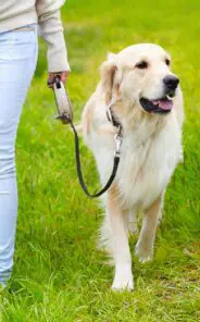 Does a Service Dog Have to Be on a Leash? (2026 Guide) 11 Service Dogs Behavioral Expectations