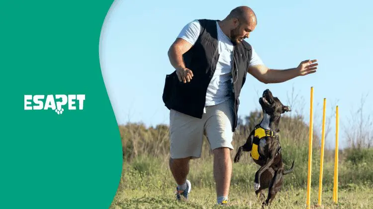 Can I Train My Own Service Dog? Tips for Dogs' Home-Training (2026) 34 can i train my own service dog