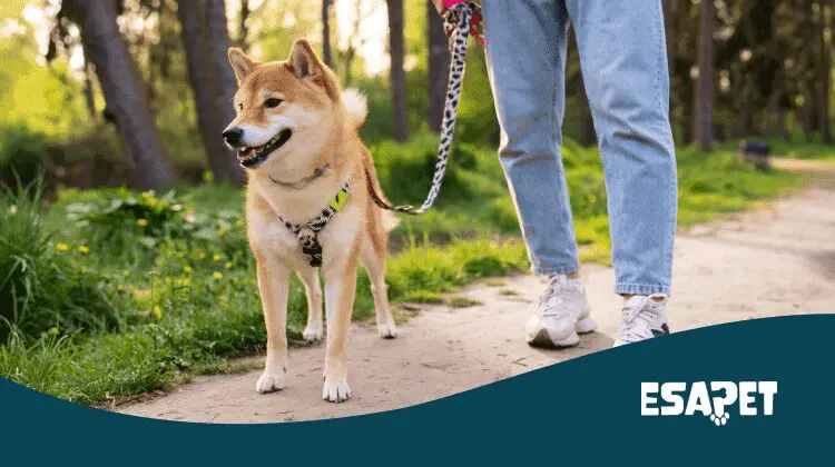 Does a Service Dog Have to Be on a Leash? (2026 Guide) 1 do service dogs have to be on a leash