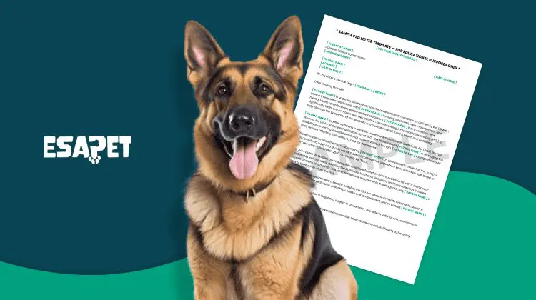 Service Dog Registration Lookup: How to Verify a Service Dog (2026 Guide) 50 service dog verification