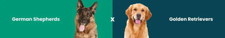 German Shepherd Service Dog: Everything You Need to Know for 2026 36 German Shepherds vs. Golden Retrievers
