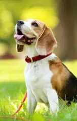 Beagle Service Dog: Everything You Need to Know 20 beagle