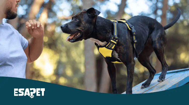 How to Train a Service Dog: Service Dog Self-Training 24 how to train a service dog