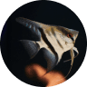 Emotional Support Fish: Can a Pet Fish Boost Mental Health? (2026) 17 Angelfish