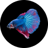 Emotional Support Fish: Can a Pet Fish Boost Mental Health? (2026) 14 Betta Fish