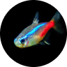 Emotional Support Fish: Can a Pet Fish Boost Mental Health? (2026) 18 Neon Tetra