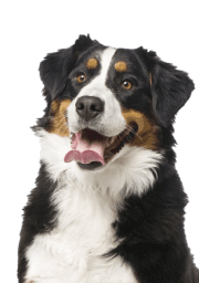 Service Dog for Stress: Calm Your Mind with the Best Company 28 Bernese Mountain Dog