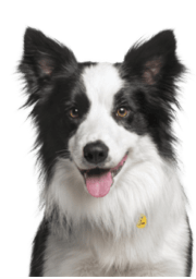 Service Dog for Stress: Calm Your Mind with the Best Company 26 Border Collie