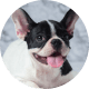 Flying with Snub-Nosed Dogs: Airline Rules/Risks & Safer Travel Options 34 French Bulldogs