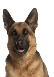 Service Dog for Stress: Calm Your Mind with the Best Company 23 German Shepherd