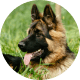 Flying with Snub-Nosed Dogs: Airline Rules/Risks & Safer Travel Options 53 German Shepherds
