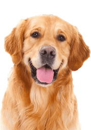 Service Dog for Stress: Calm Your Mind with the Best Company 21 Golden Retriever