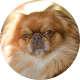 Flying with Snub-Nosed Dogs: Airline Rules/Risks & Safer Travel Options 42 Japanese Chin