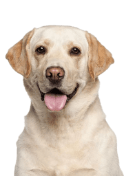 Service Dog for Stress: Calm Your Mind with the Best Company 20 Labrador Retriever