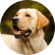 Flying with Snub-Nosed Dogs: Airline Rules/Risks & Safer Travel Options 49 Labrador Retrievers