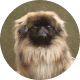 Flying with Snub-Nosed Dogs: Airline Rules/Risks & Safer Travel Options 44 Pekingese