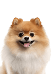 Service Dog for Stress: Calm Your Mind with the Best Company 27 Pomeranian