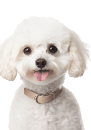 Service Dog for Stress: Calm Your Mind with the Best Company 22 Poodle