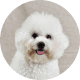 Flying with Snub-Nosed Dogs: Airline Rules/Risks & Safer Travel Options 57 Poodles