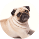 Flying with Snub-Nosed Dogs: Airline Rules/Risks & Safer Travel Options 30 Pugs
