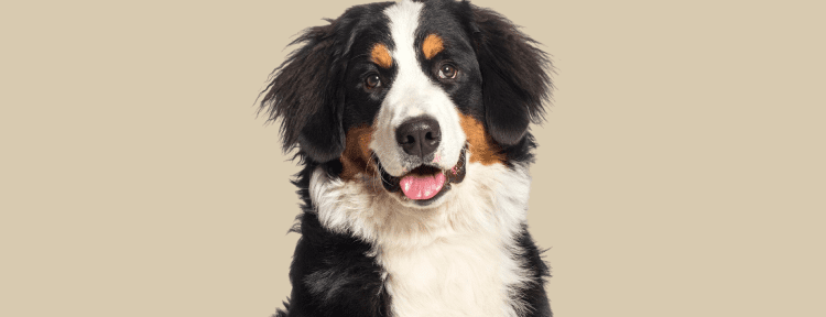 Best Emotional Support Dog Breeds for Anxiety, Depression, ADHD, PTSD and More 50 Bernese Mountain Dog