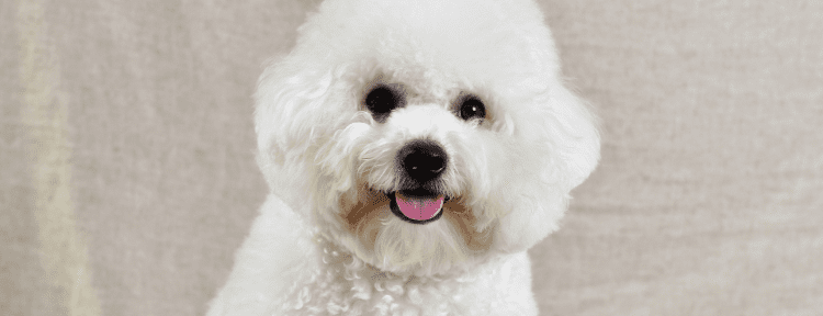 Best Emotional Support Dog Breeds for Anxiety, Depression, ADHD, PTSD and More 41 Bichon Frise