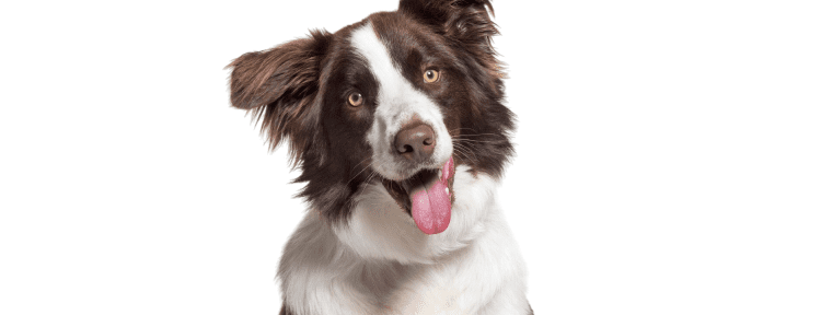 Best Emotional Support Dog Breeds for Anxiety, Depression, ADHD, PTSD and More 53 Border Collie