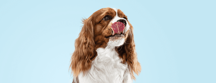 Best Emotional Support Dog Breeds for Anxiety, Depression, ADHD, PTSD and More 40 Cavalier King Charles Spaniel