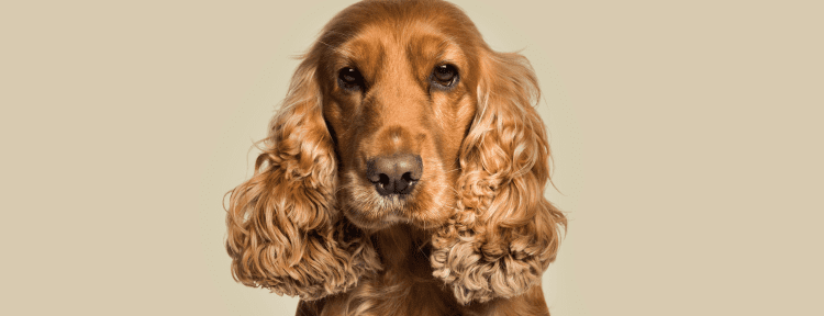 Best Emotional Support Dog Breeds for Anxiety, Depression, ADHD, PTSD and More 43 Cocker Spaniel