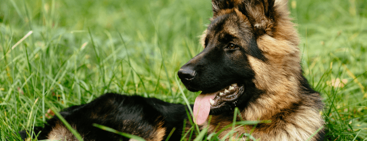 Best Emotional Support Dog Breeds for Anxiety, Depression, ADHD, PTSD and More 46 German Shepherd