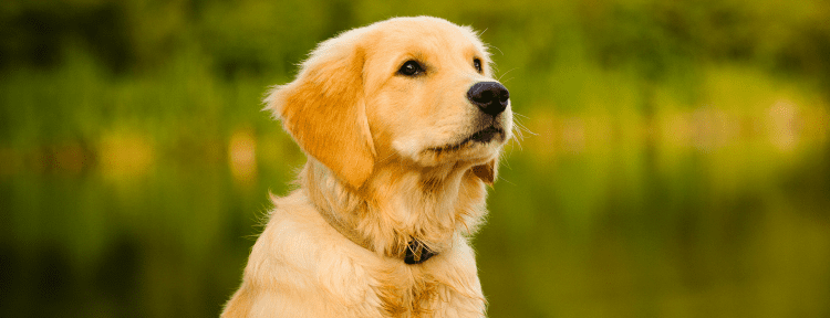 Best Emotional Support Dog Breeds for Anxiety, Depression, ADHD, PTSD and More 37 Golden Retriever