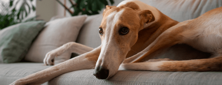 Best Emotional Support Dog Breeds for Anxiety, Depression, ADHD, PTSD and More 49 Greyhound
