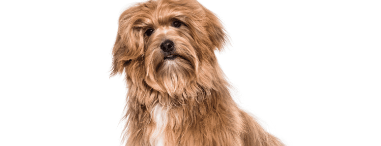 Best Emotional Support Dog Breeds for Anxiety, Depression, ADHD, PTSD and More 42 Havanese