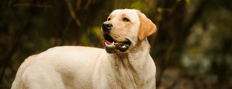 Best Emotional Support Dog Breeds for Anxiety, Depression, ADHD, PTSD and More 36 Labrador Retriever
