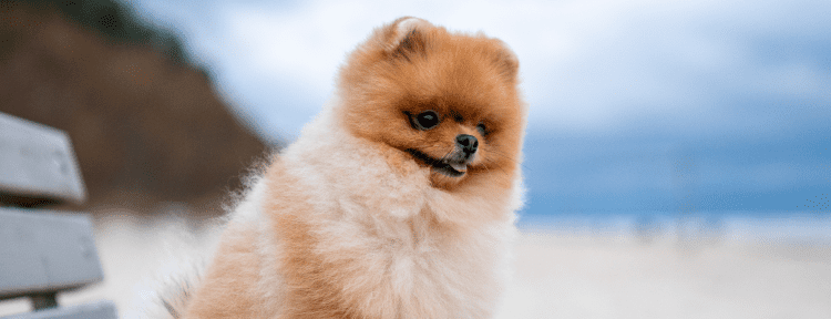 Best Emotional Support Dog Breeds for Anxiety, Depression, ADHD, PTSD and More 45 Pomeranian