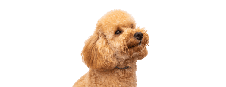 Best Emotional Support Dog Breeds for Anxiety, Depression, ADHD, PTSD and More 39 Poodle