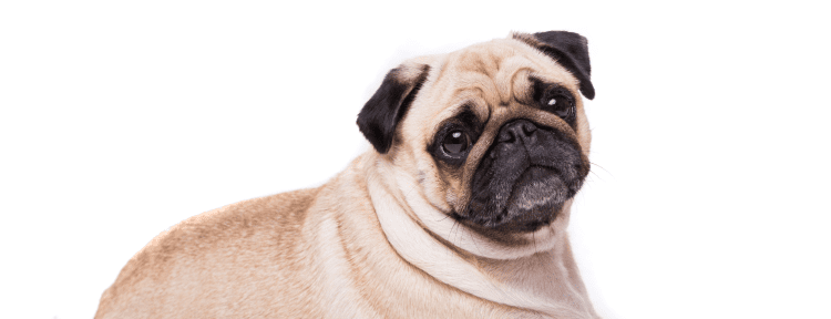 Best Emotional Support Dog Breeds for Anxiety, Depression, ADHD, PTSD and More 44 Pug