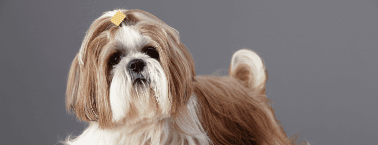 Best Emotional Support Dog Breeds for Anxiety, Depression, ADHD, PTSD and More 51 Shih Tzu