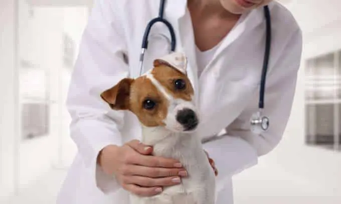 How Often Should You Take Your Dog to the Vet? 6 What A Vet Exam Involves