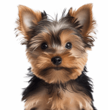 Emotional Support Dogs: Best Breeds, Rights, and Responsibilities 27 Yorkshire Terrier