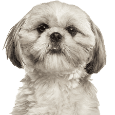 Emotional Support Dogs: Best Breeds, Rights, and Responsibilities 28 Shih Tzu